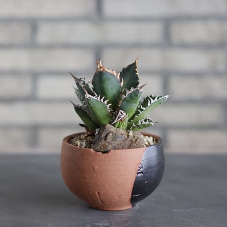 Agave titanota"Red Catweezle” × N/OH (3.5号)  no.523/16