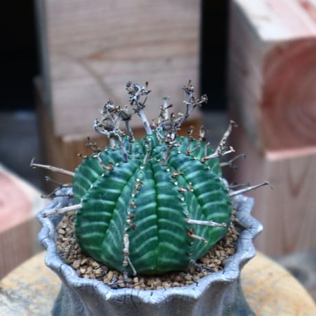 ユーフォルビア  バリダ／Euphorbia valida    no.73133