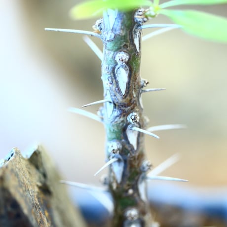 Fouquieria hyb. purpusii × fasciculata × soso    no.111240