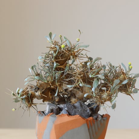 Othonna euphorbioides × N/OH (3.5号鉢)  no.412-6