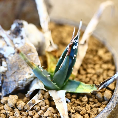 Agave uthaensis var. eborispina × YAMABACHI var. 六本芽    no.22501