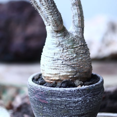 パキポディウム グラキリス  Pachypodium   gracilius  no.013