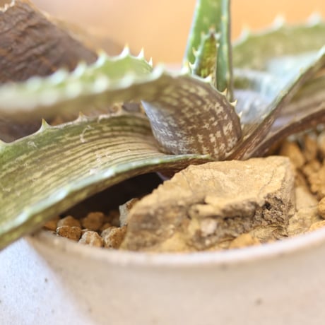 Aloe vogtsii × Atsushi Funakushi　 no.126-3