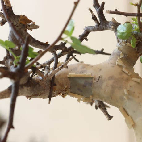 Commiphora kataf  × N/OH (3.5号鉢)   no.412-3