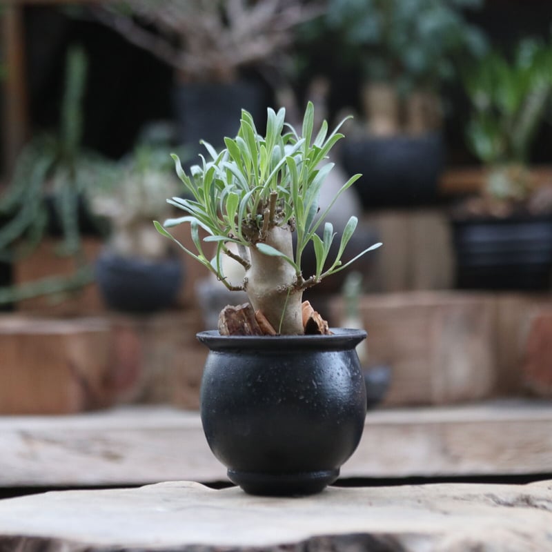 オトンナ ロバタ／Othonna lobata no.103068 | 芽の巣山