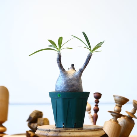 パキポディウム  グラキリス / Pachypodium  gracilius   no.52807
