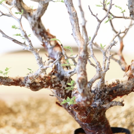コミフォラ モンストローサ / Commiphora monstrosa   no.41620