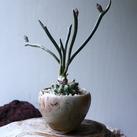 アストロフィツム カプト メデューサ  接木   Astrophytum caputmedusae    no.71419