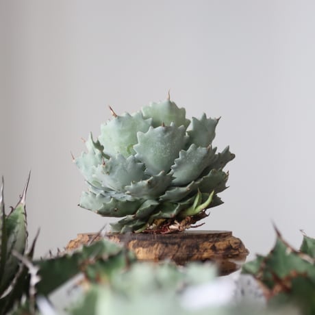 Agave Isthmensis / Style of Chika　no.42185