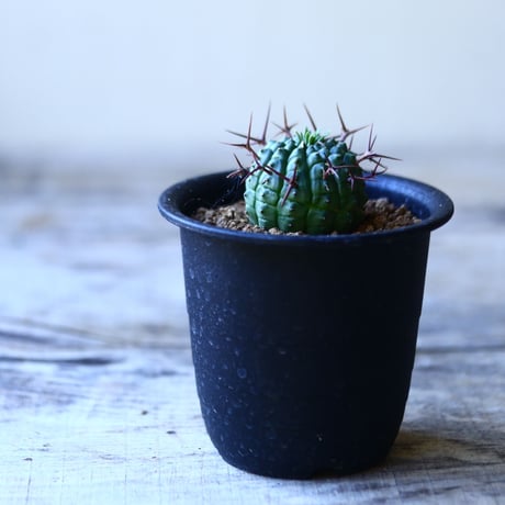ユーフォルビア   群星冠   Euphorbia stellispina    no.110808