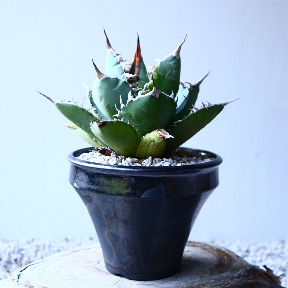 アガベ チタノタ Agave titanota no.121519 | 芽の巣山