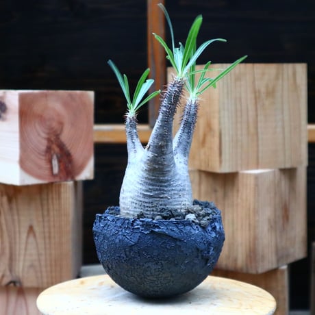 パキポディウム  グラキリス／Pachypodium  gracilius       no.62667