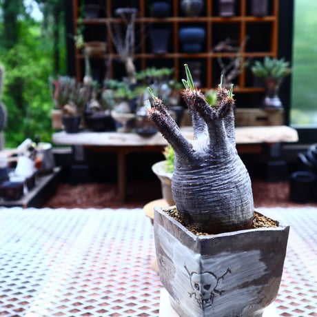 パキポディウム  グラキリス／Pachypodium  gracilius       no.50228