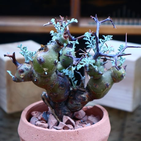 ペラルゴニウム  クリズミフォリウム／Pelargonium crithmifolium    no.  70429