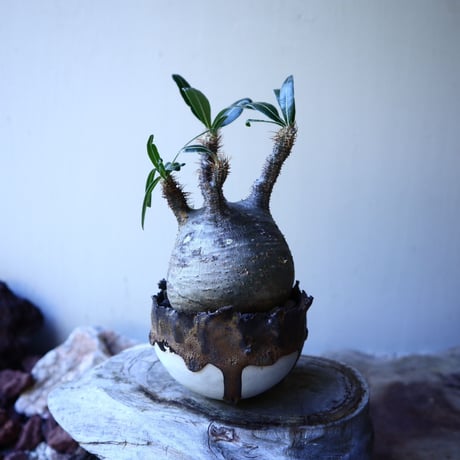 パキポディウム グラキリス Pachypodium rosulatum var. gracilius no.52602