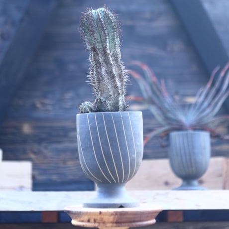 ユーフォルビア  ホリダ     Euphorbia  horrida     no.22804
