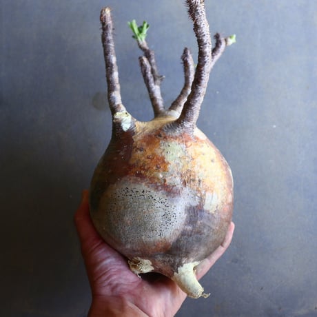 パキポディウム グラキリス 抜苗  Pachypodium rosulatum var. gracilius no.100636