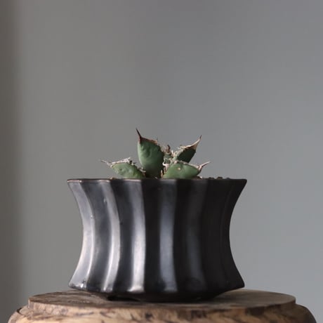Agave titanota"FO-076" × soso　no.912-14