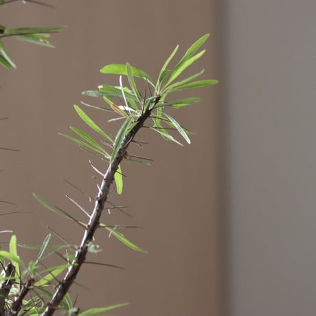 Fouquieria purpusii × Taku Higuchi/PLANETX   no.914-34
