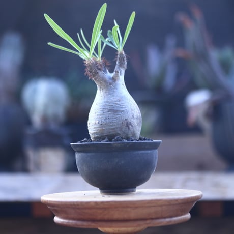 パキポディウム  グラキリス   Pachypodium  gracilius       no.22823