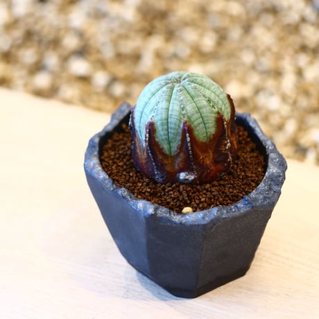 N/OH × Euphorbia obesa    no.61803