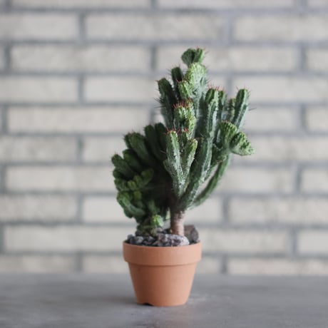 Euphorbia kamponii (紅彩閣 綴化) / South Africa / T.W. × YAMABACHI (3号) no.329/46