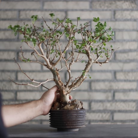 Bursera fagaroides × PEMONE (4.5号)  no.823-1.5