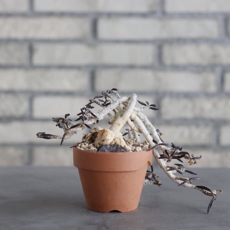 Euphorbia cylindrifolia × YAMABACHI (3号) no.621/46