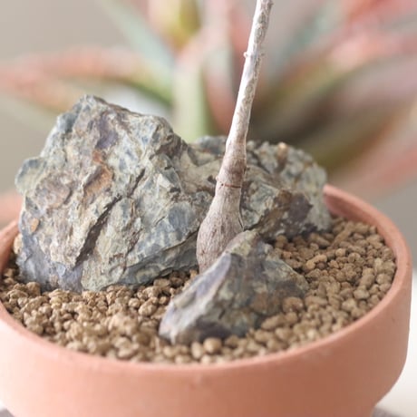 Operculicarya pachypus 実生 × YAMABACHI  no.51922