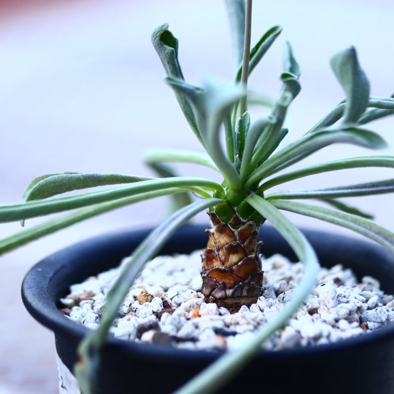 オトンナ レピドカウリス 実生 Othonna lepidocaulis n