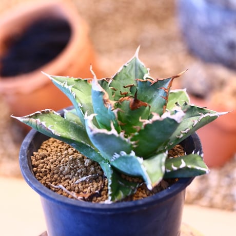 Agave titanota"FO-076" 　no.32453