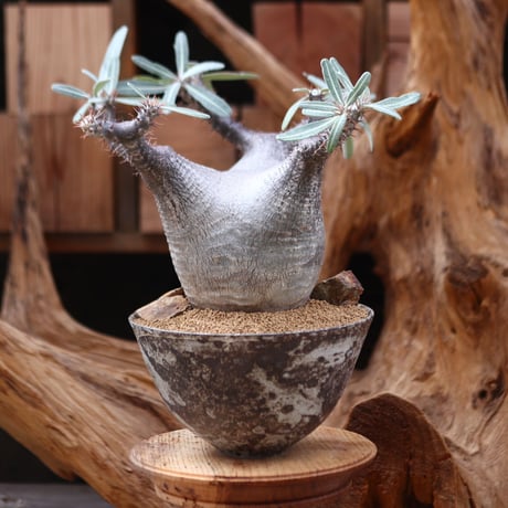 パキポディウム カクチペス / Pachypodium rosulatum var. cactipes / 発根済み   no.30501