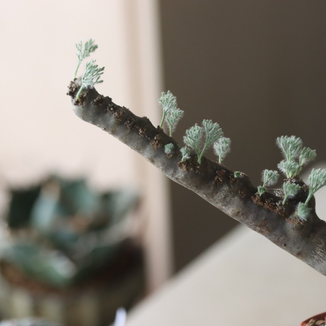 Monsonia multifida × N/OH no.905-20 | 芽の巣山