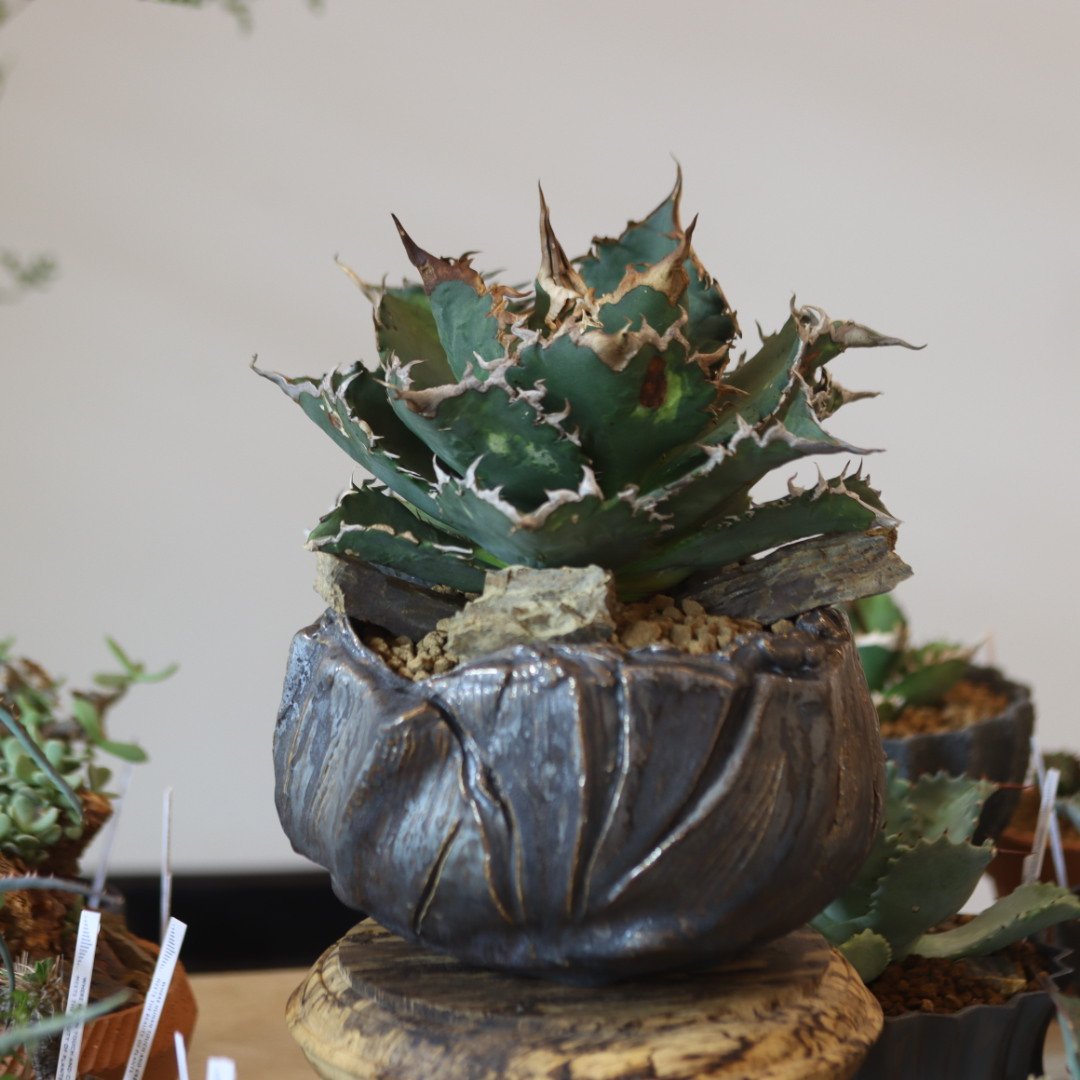 Agave titanota solareclipse × Yuya Morikawa no Agave titanota solareclipse × Yuya Morikawa no