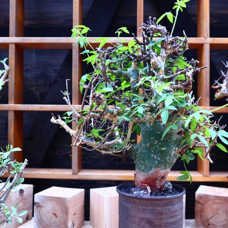 コミフォラ エミニー ／Commiphora eminii   no.60644