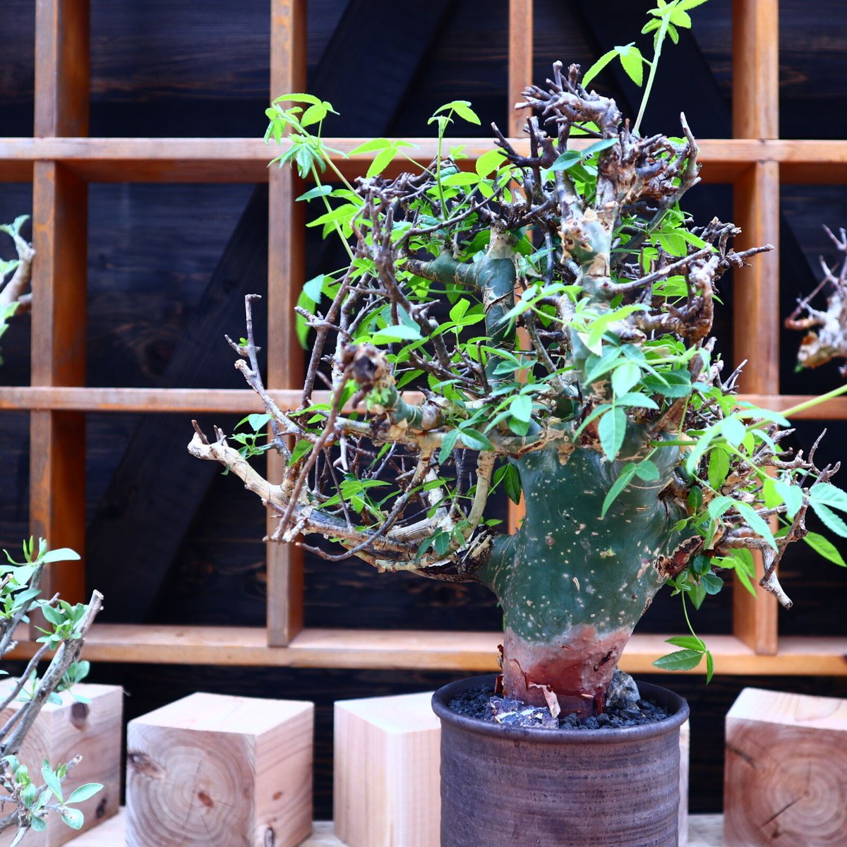コミフォラ エミニー　Commiphora eminii 極上樹形　鉢30cm fit=cover,w=800,h=960