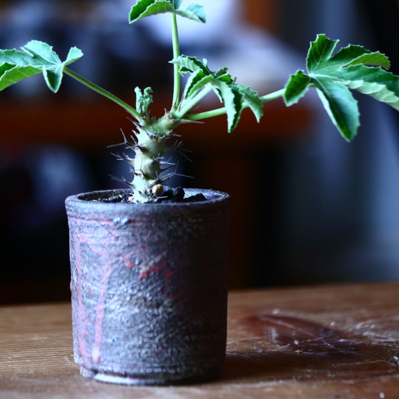 ヤトロファ フィッシスピナ Jatropha fissispina no.81646