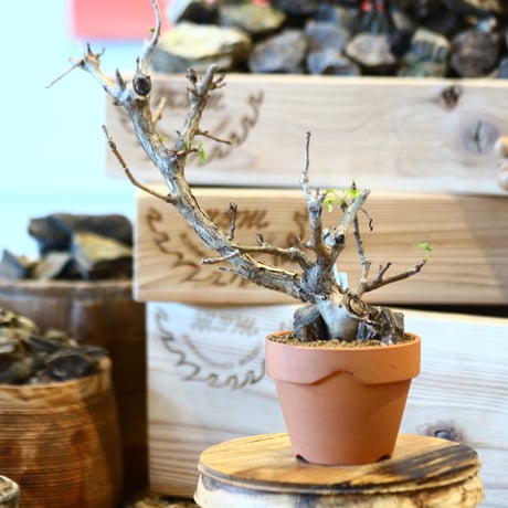 Bursera fagaroides × YAMABACHI   no.107105