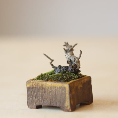 CATEGORY 盆栽 | 芽の巣山