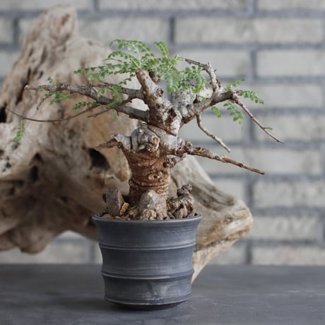 Boswellia neglecta × Yuta Uchida (3.5号)  no.629-41