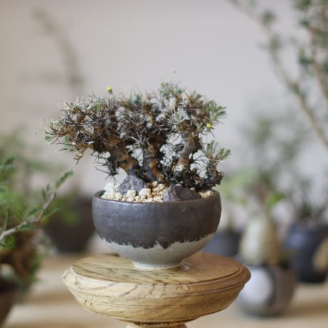 ユーフォルビオイデス | STORES