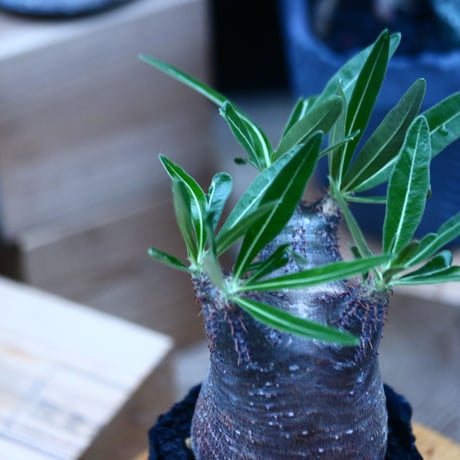 パキポディウム  グラキリス／Pachypodium  gracilius    no.100322