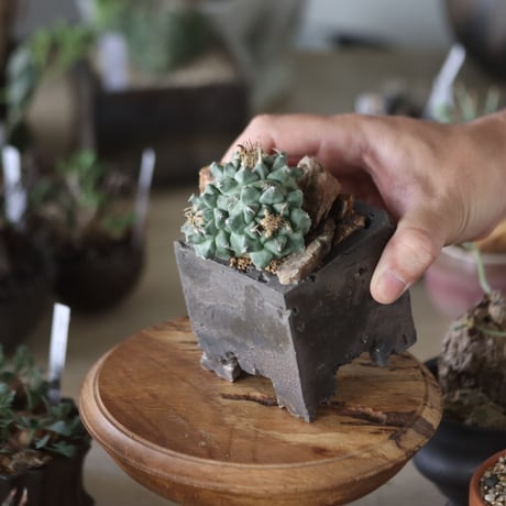 Turbinicarpus alonsoi × takero pot　 no.1201-6