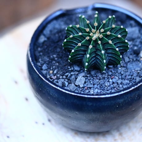 ギムノカリキウム   フィードリッフィーLB2178／Gymnocalycium friedrichii    no.10960