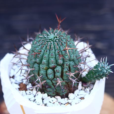 ユーフォルビア  群星冠   Euphorbia stellispina  no.30625