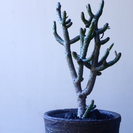 チレコドン  ブッコルジアヌス   Tylecodon  buchholzianus   no.20213