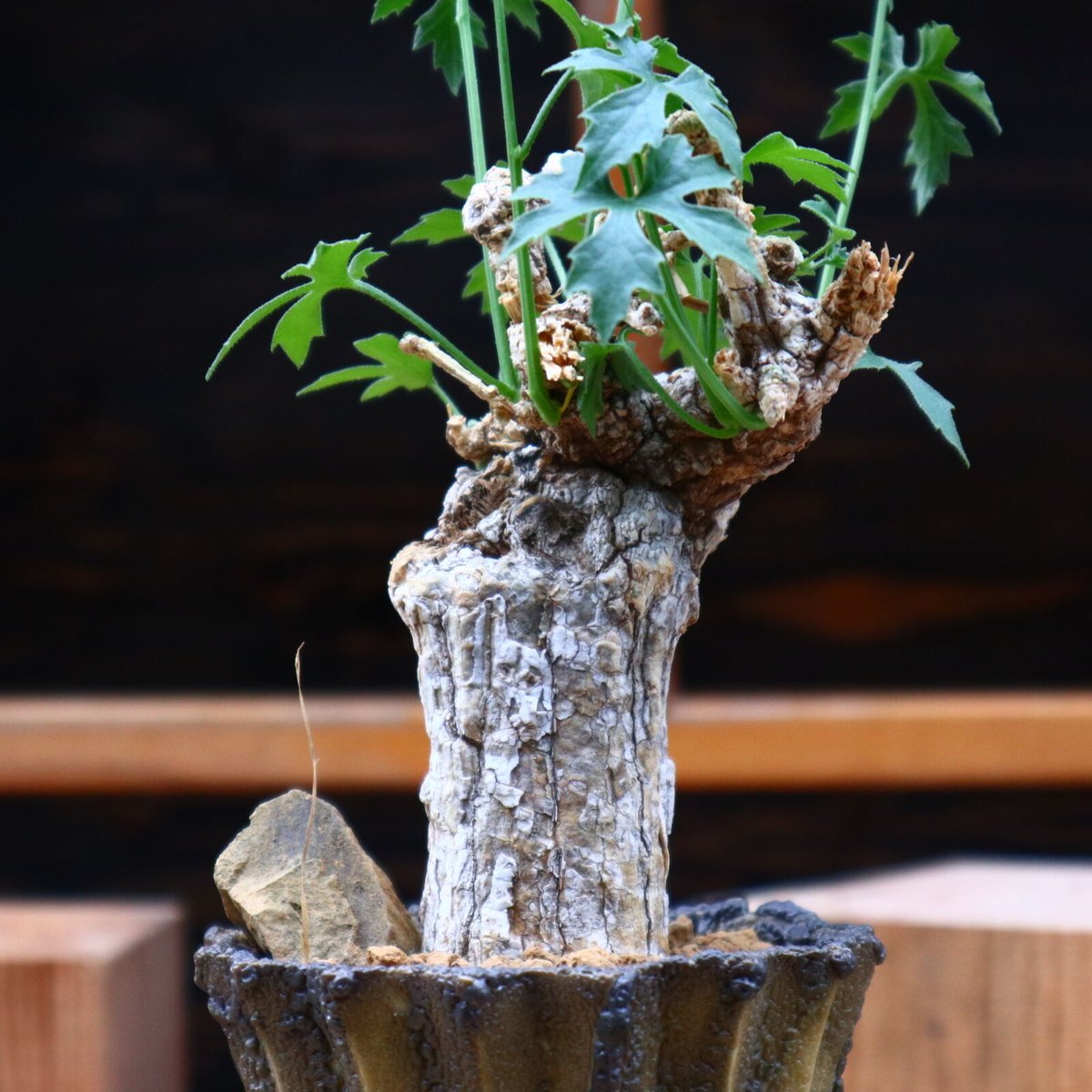 コラロカルプス　sp コラロカルプス グロメルリフロルス ／ Corallocarpus glomerulif