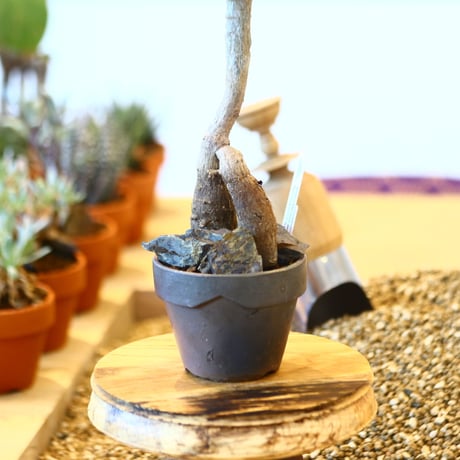 YAMABACHI ver. takero pot  × Operculicarya decaryi  no.102249