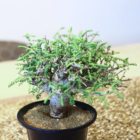 ボスウェリア  ネグレクタ/ Boswellia neglecta    no.43001
