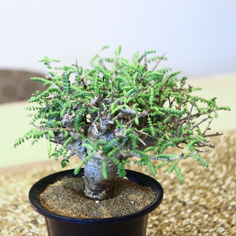 ボスウェリア ネグレクタ/ Boswellia neglecta no.43001 | ボスウェリア ネグレクタ/ Boswellia neglecta no.43001 |